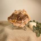 Polished Petrified Wood Specimen - Warm Linen Lifestyle