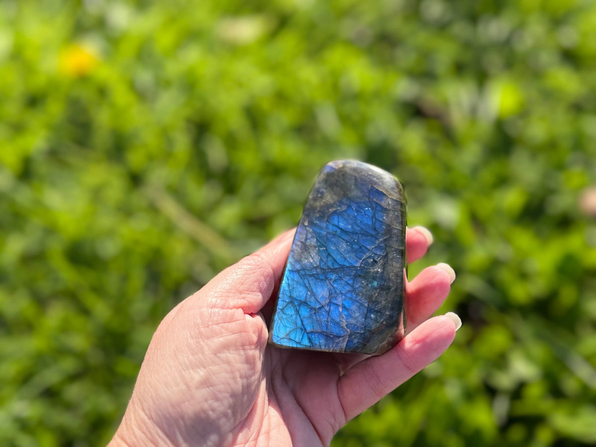 Treasured Energies hand-polished labradorite freeform crystal displaying vibrant blue labradorescence in sunlight