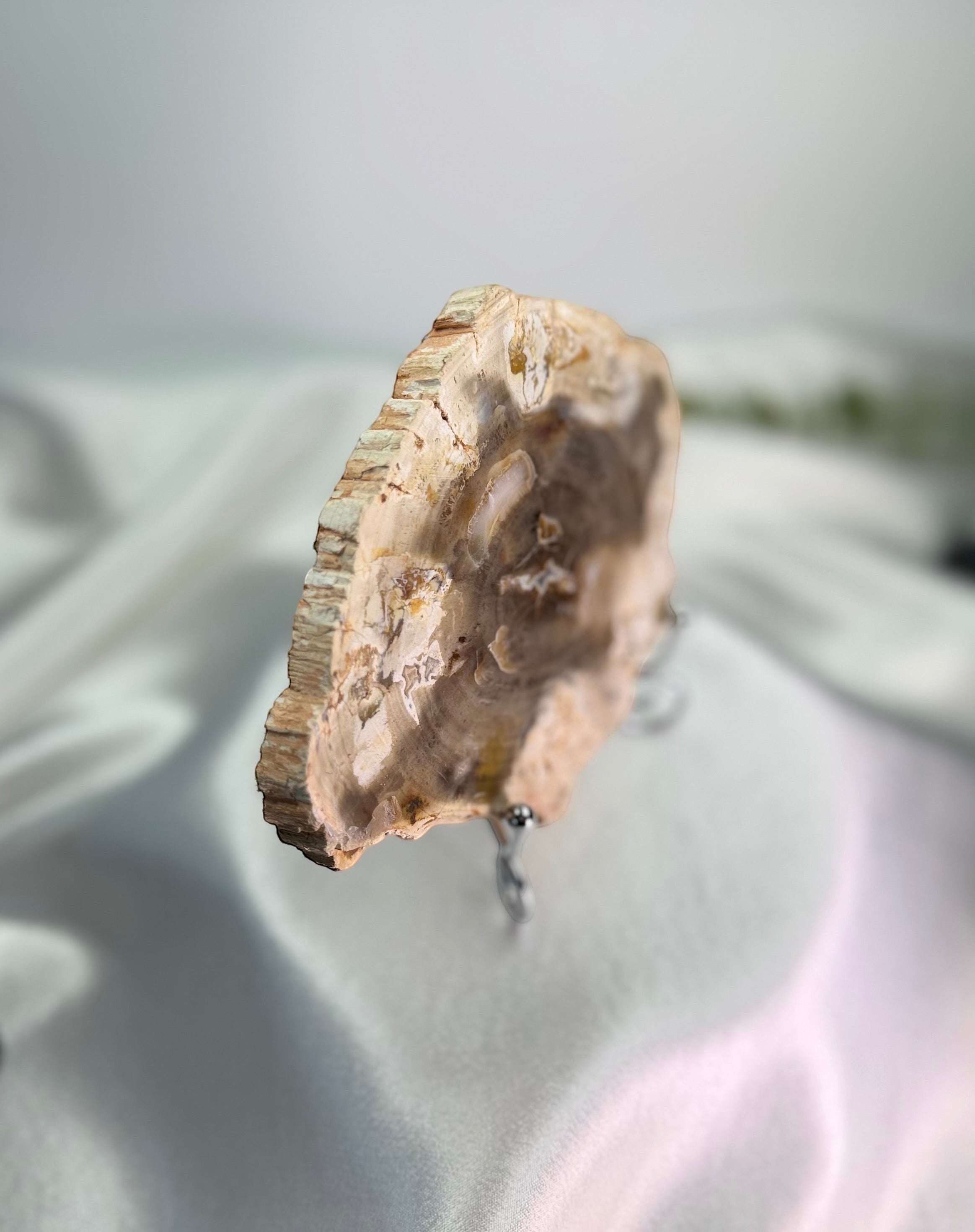 Treasured Energies polished petrified wood slice on a metal display stand against a soft white draped background.