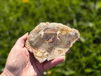 Treasured Energies polished petrified wood slice with natural brown and cream wood grain patterns held in a hand