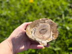 Treasured Energies polished petrified wood slice with natural brown and cream tree ring patterns held in a hand