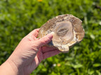 Treasured Energies polished petrified wood slice with visible tree rings held in a hand against a green garden backdrop
