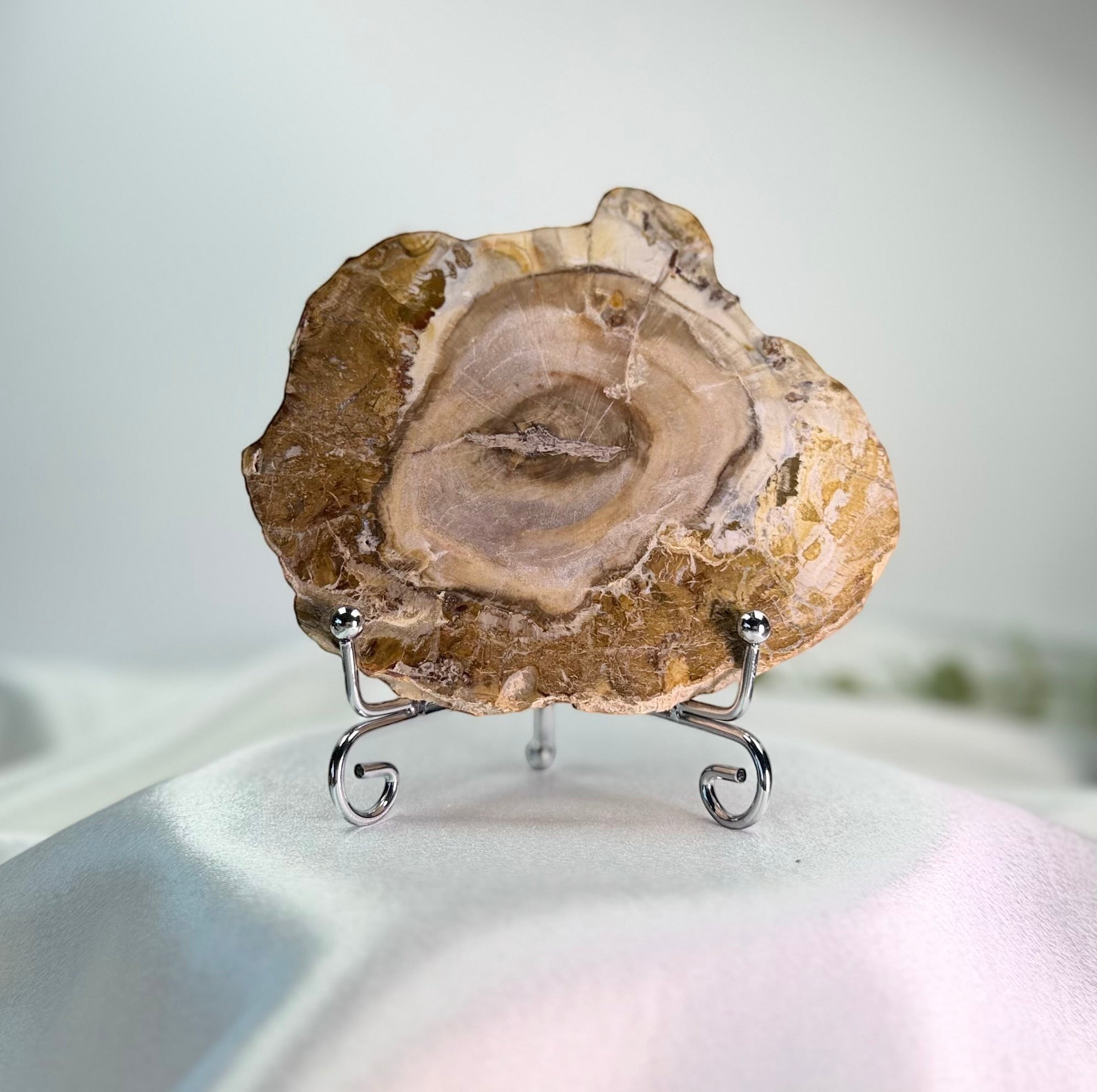 Treasured Energies polished petrified wood display specimen with visible tree rings on a silver metal stand.