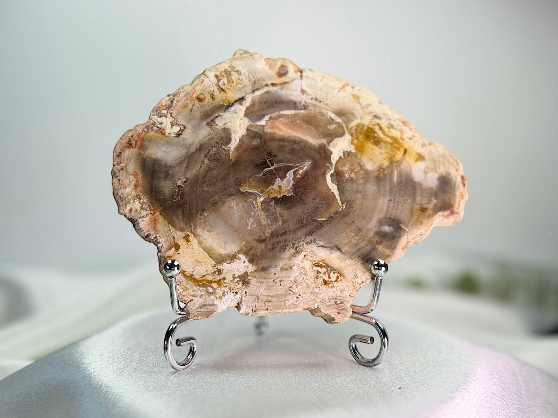 Treasured Energies polished petrified wood display specimen with natural earth tones on a decorative silver metal stand