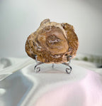 Treasured Energies polished petrified wood display specimen with natural brown wood grain patterns on a metal stand.