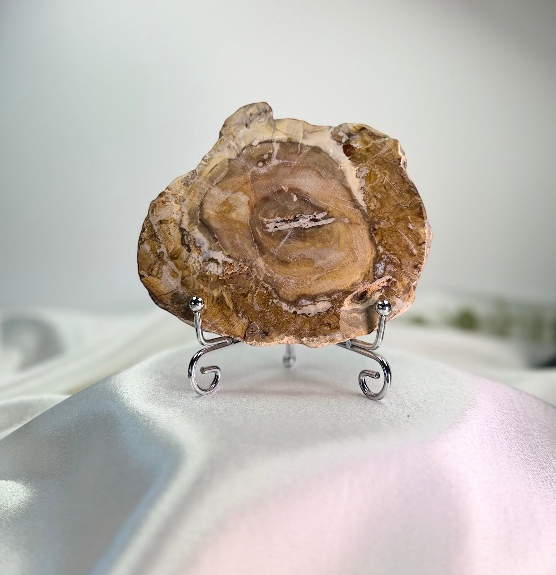 Treasured Energies polished petrified wood display specimen with natural brown wood grain patterns on a metal stand.