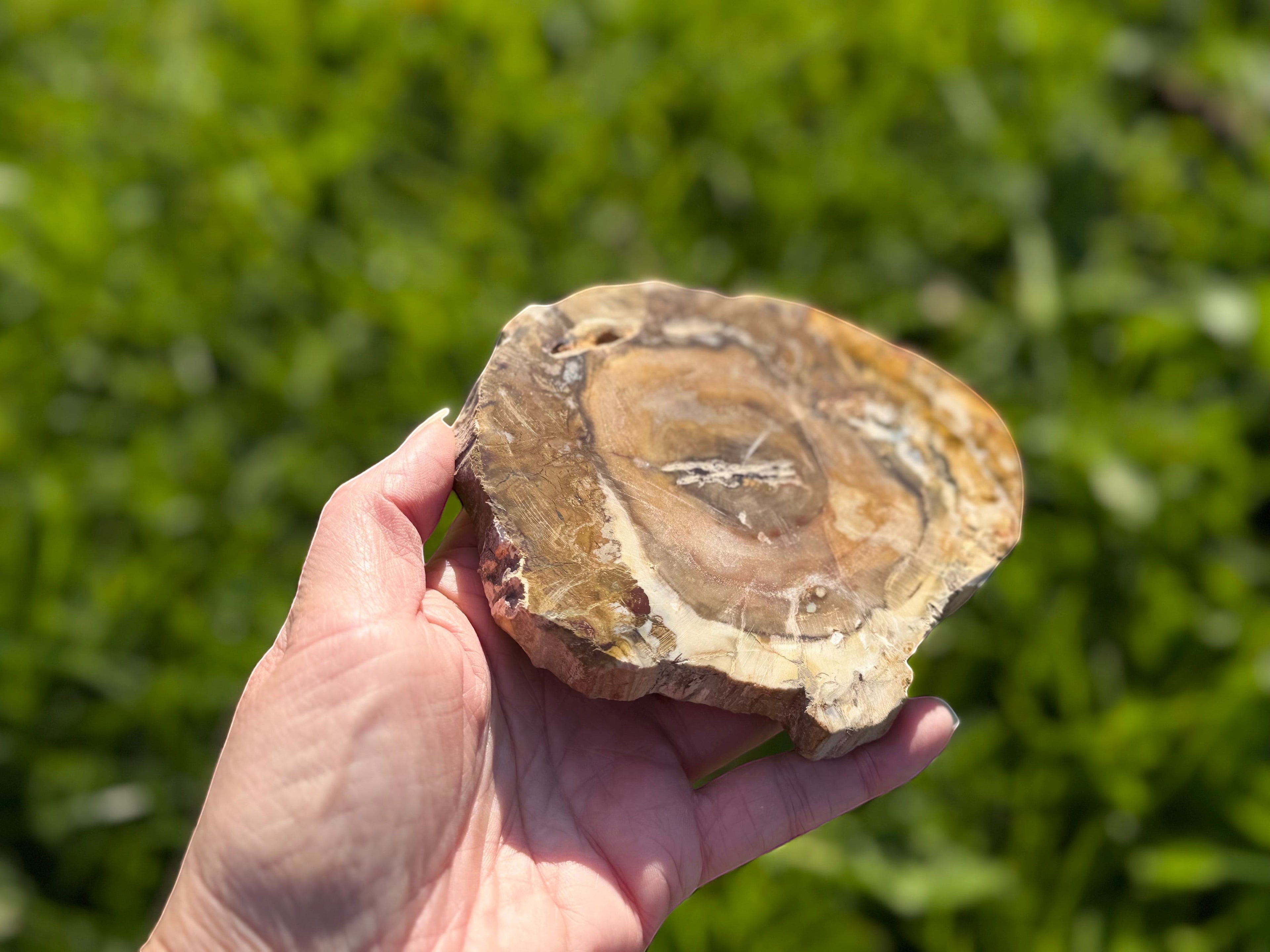 Treasured Energies polished petrified wood specimen held in hand, showing natural brown and tan wood grain patterns.