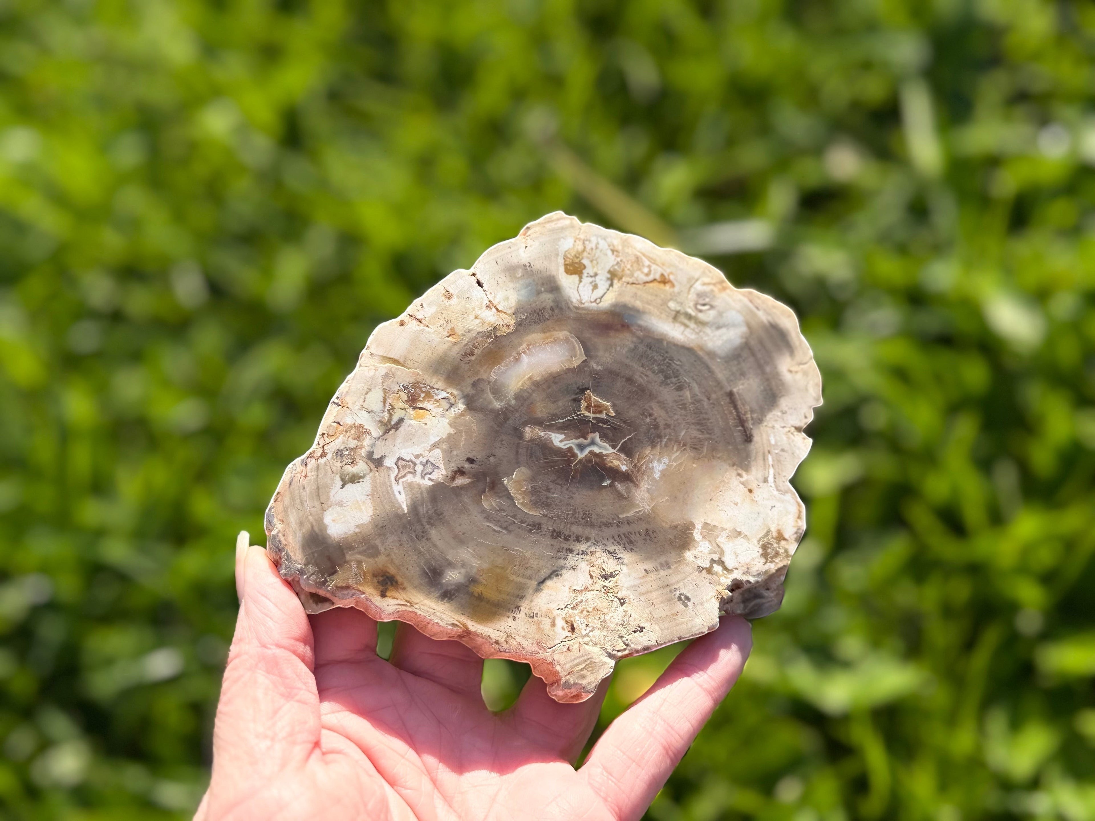 Treasured Energies polished petrified wood specimen with natural earth tones held in a hand against a green background