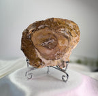 Treasured Energies polished petrified wood specimen with visible tree rings on a silver metal display stand