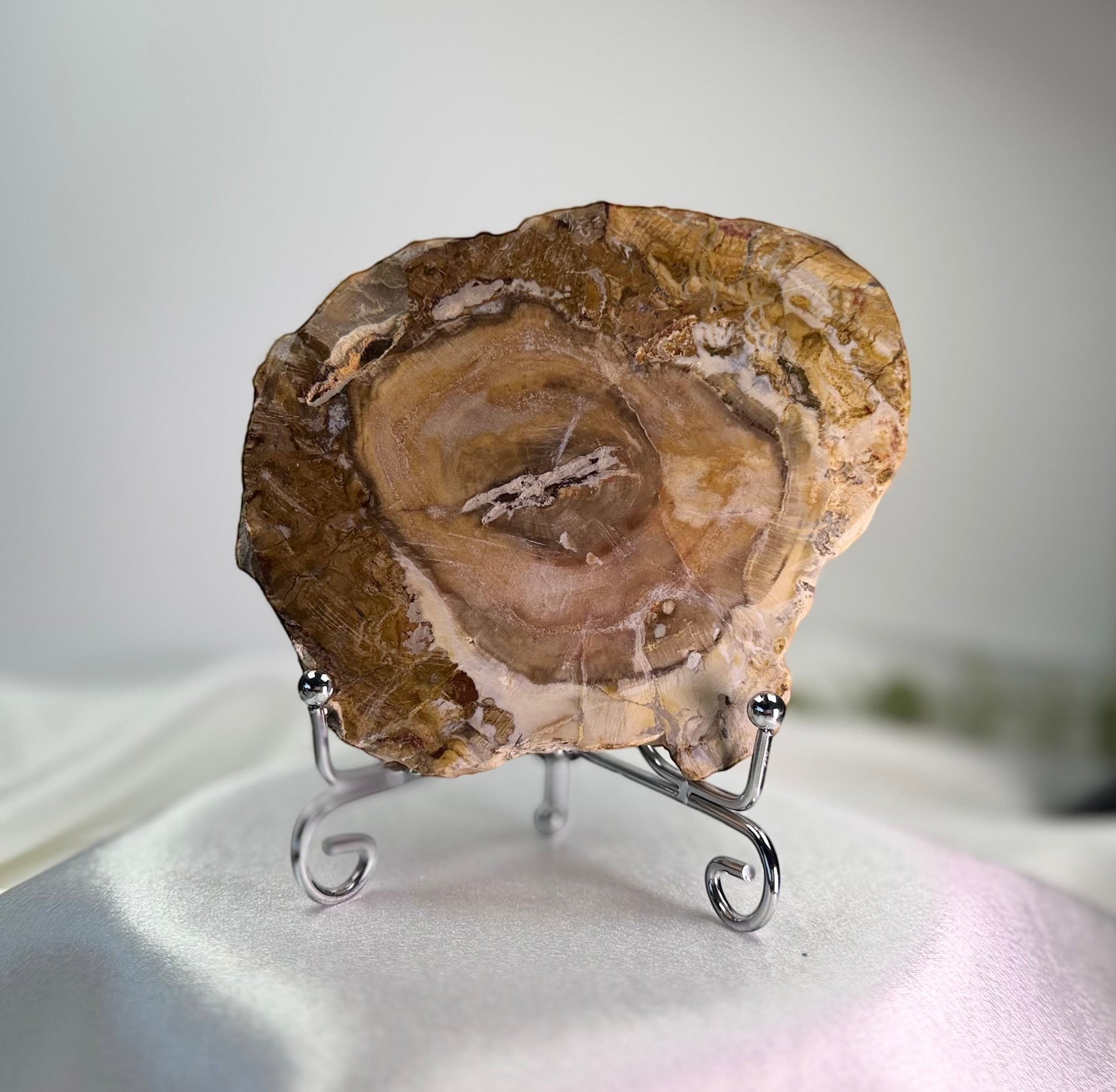 Treasured Energies polished petrified wood specimen with visible tree rings on a silver metal display stand