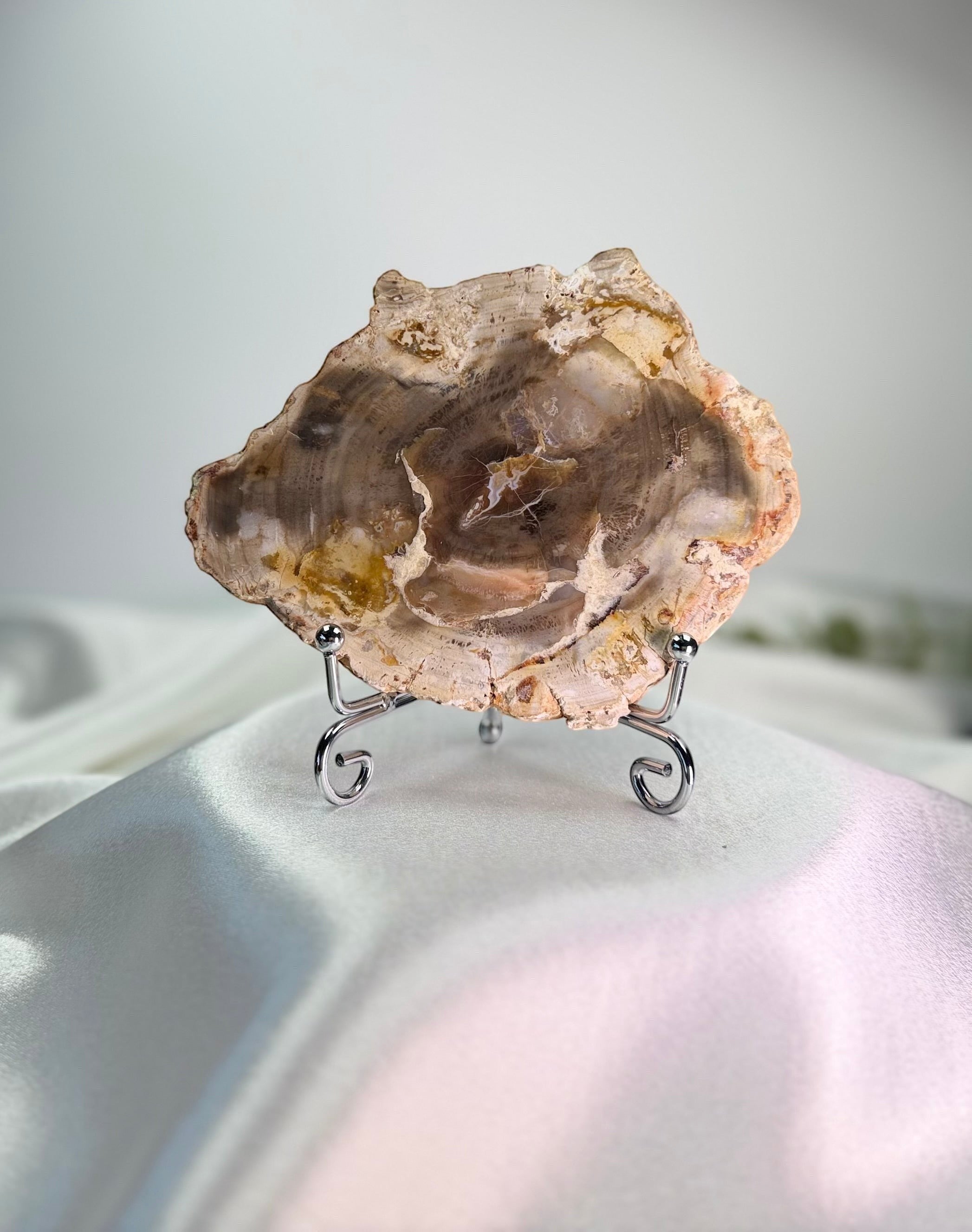 Treasured Energies polished petrified wood slice with natural wood grain patterns displayed on a silver metal stand.