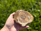 Treasured Energies polished petrified wood specimen held in hand, showing natural brown and tan wood grain patterns.