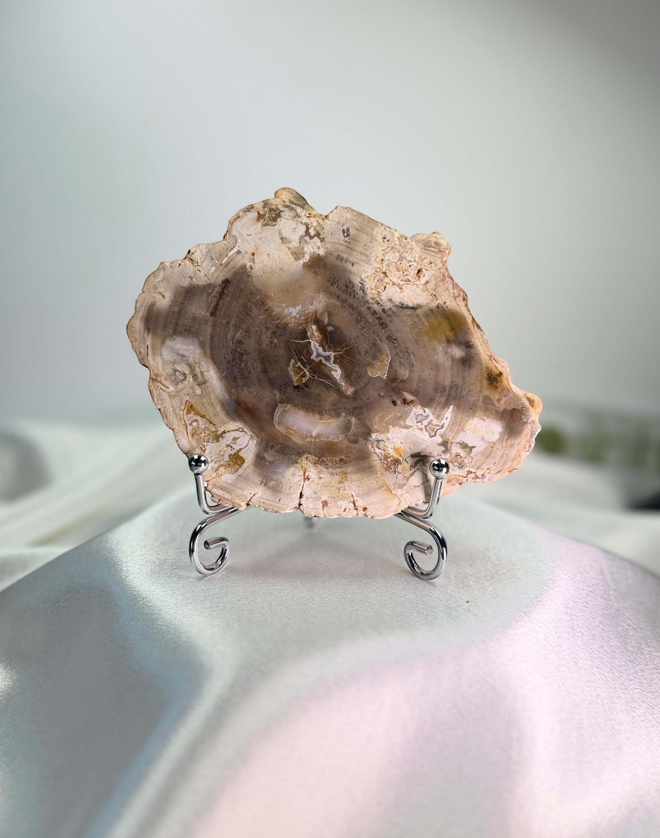 Treasured Energies polished petrified wood specimen on a silver display stand, showing natural wood grain patterns.